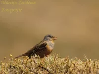 Bruinkeelortolaan [Emberiza caesia]